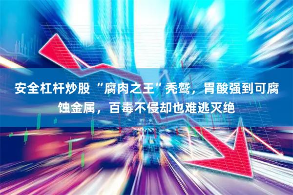 安全杠杆炒股 “腐肉之王”秃鹫，胃酸强到可腐蚀金属，百毒不侵却也难逃灭绝